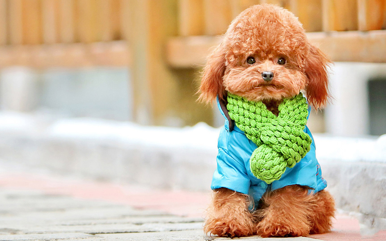 poodle-wallpapers-hd-1280x800